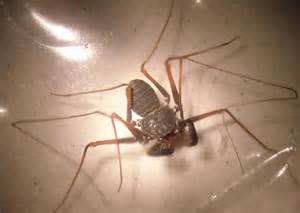 Alien Bug Found In Az Please Help Identify Paraphrynus Carolynae