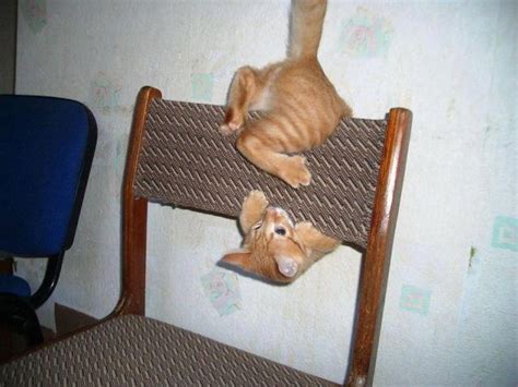 16 Best Animal Gymnastics Images On Pinterest Kitty Cats Funny