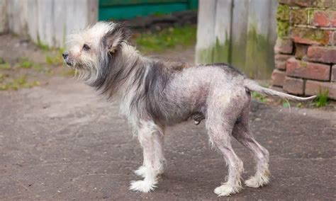 What Causes Hair Loss In Dogs And What Can You Do About It Glamorous