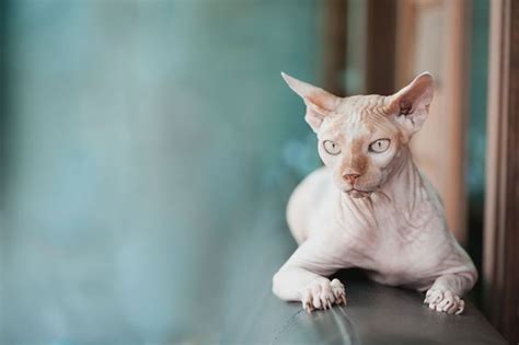 Sphynx O Gato Pelado Raças De Gatos Saúde Animal Pet Shop