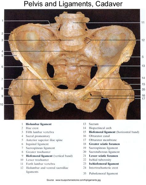 Three bones develop from separate ossifications, within a single cartilage plate. Anatomical images | pudendalnerve.com.au
