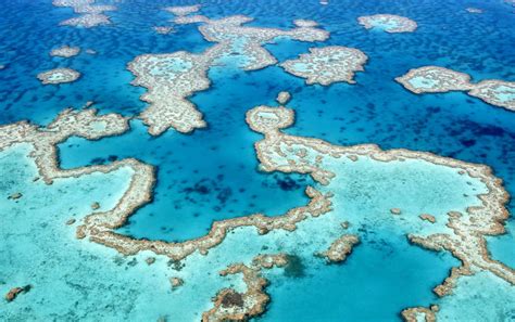 Parts Of Great Barrier Reef See Most Extensive Coral Cover In 36 Years