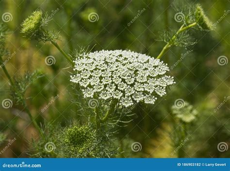 Queen Anne S Lace Green Mist Wildflowers Stock Photo Image Of
