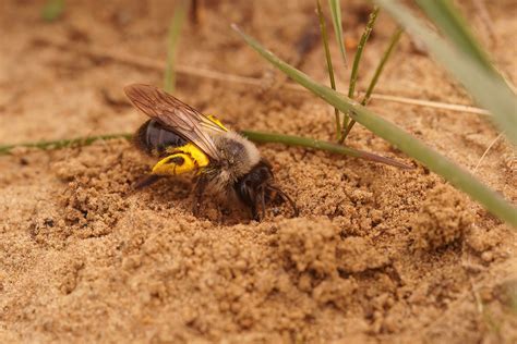 How To Safely Get Rid Of Ground Nesting Bees The Bee Hunter