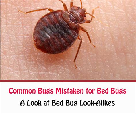 What Bugs Are Mistaken For Bed Bugs