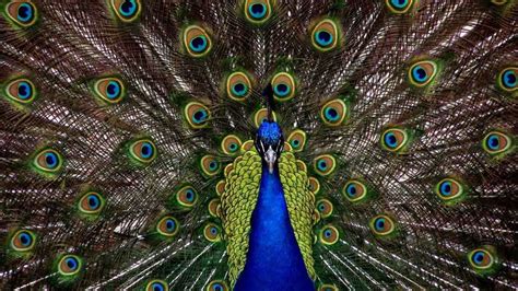 3 Main Types Of Peacocks Stunning Images And Video Learn More