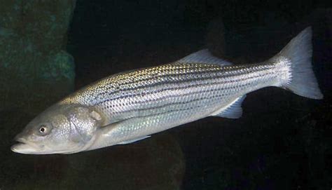 Striped Bass Emuseum Of Natural History