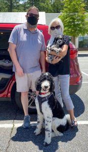 Your goldendoodle is perfect in every way, and you wish you could clone her. Goldendoodle Puppies in North Carolina (NC) - Top 5 ...