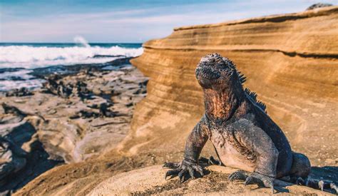 Top 111 Charles Darwin Galapagos Islands Animals Electric