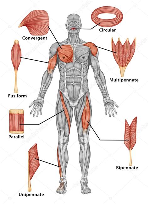 Anatomie du système musculaire masculin vue postérieure du muscle type corps entier image