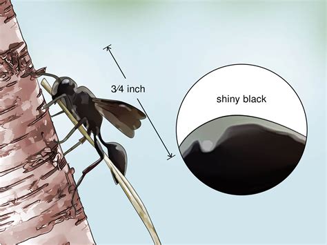 10 Ways To Identify Wasps Wikihow
