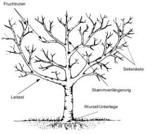 Kurz vor dem neuen austrieb beschleunigt der aufsteigende saft die wundheilung und verhindert das eindringen von krankheitserregern. Obstbäume verschneiden | Wann darf ich Bäume schneiden ...