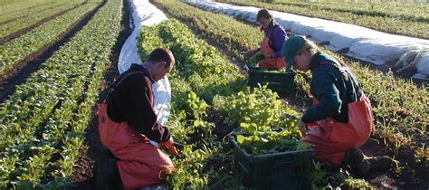 Community Supported Agriculture | Biodynamic Association
