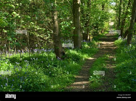 Path Through The Wood Stock Photo Alamy