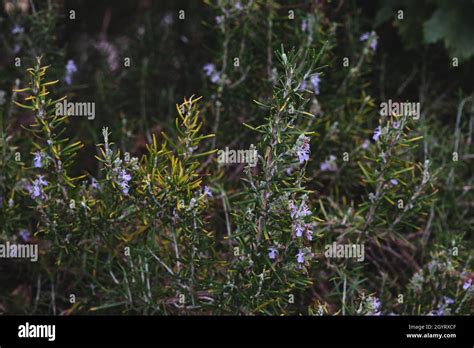 Wild Rosemary Plant With Purple Flowers Blooming Stock Photo Alamy