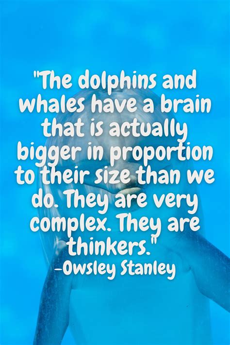 85 Powerful Dolphin Quotes And Captions Darling Quote