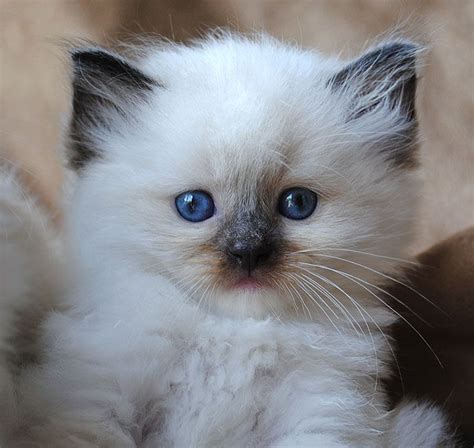 Captivating Ragdoll Cat Breed A Collection Of Heartwarming Images