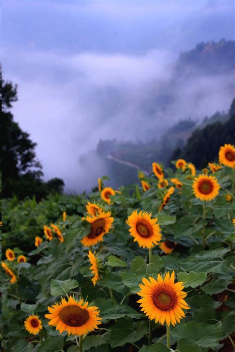 Beautiful Summer Scenes At Shitan Village On Huangshan Mountain In East