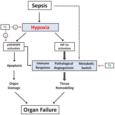 Jcm Free Full Text Effects Of Thyroid Hormone On Tissue Hypoxia