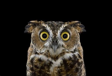 Stunning Portraits Of Wild Owls Pictolic