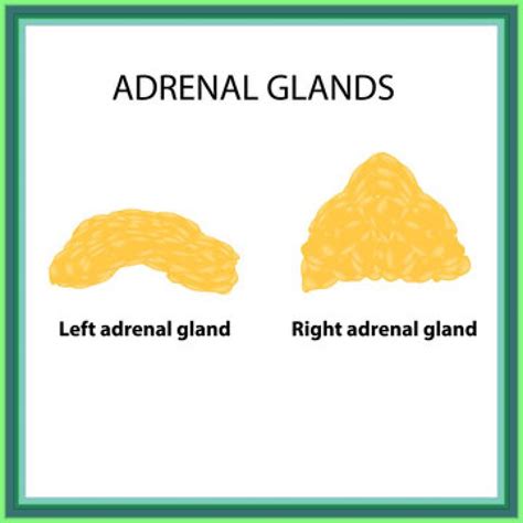 Adrenal Gland SHOCKER: This Part Controls EVERYTHING!