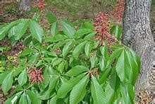 The southern magnolia is native to alabama as well as other states in the american southeast, from eastern texas down to central florida and northwards to the carolinas. Native Plants From Alabama: The Red Buckeye Tree