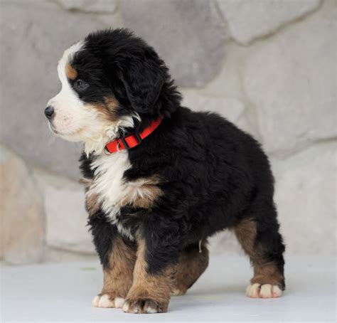 Akc Registered Bernese Mountain Dog For Sale Loudonville Oh Male Jac