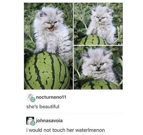 Kitten Guardian Of The Watermelon Cute Animals Cute Baby Animals