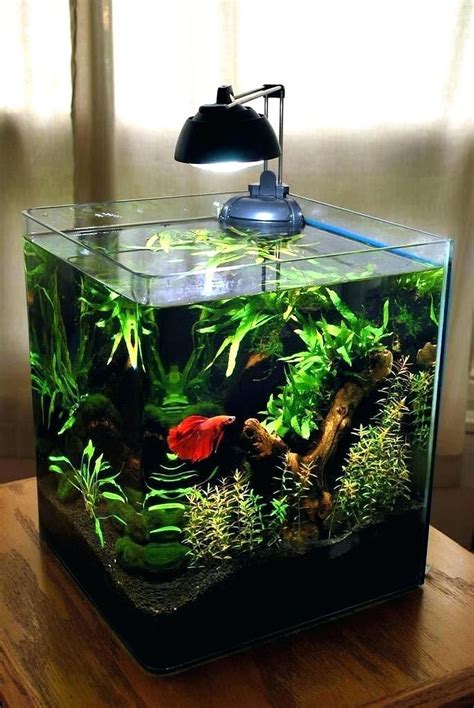 15 Stunning Aquarium Design Ideas For Indoor Decorations Betta Fish