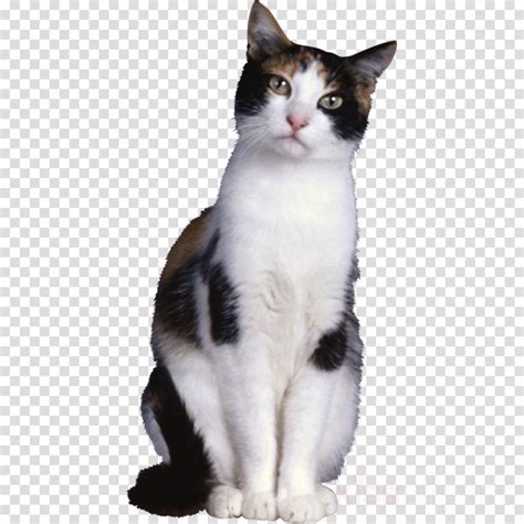 Download High Quality Cat Transparent Sitting Transparent Png Images