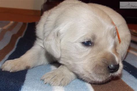 Meet Mr Orange A Cute Golden Retriever Puppy For Sale For 1000 Mr