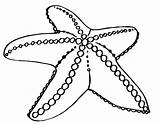 Starfish Coloring Getdrawings Animal Animals sketch template