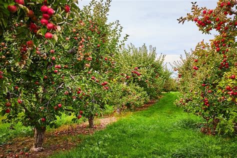 Premium Photo Looking Down Rows Of Apple Trees In Orchard Farm