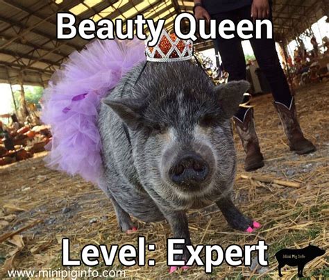 Mini Pig Memespictures Mini Pig Info