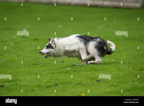 A Border Collie sheepdog running at a sheepdog sale, Skipton, North