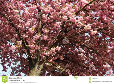 Pink Cherry Blossom With Warm Sunshine In Spring Stock Image Image Of