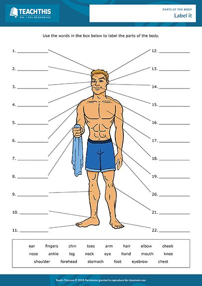 Body Parts Worksheet For Adults
