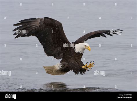 Bald Eagle Swooping To Water To Catch Fish Stock Photo Alamy