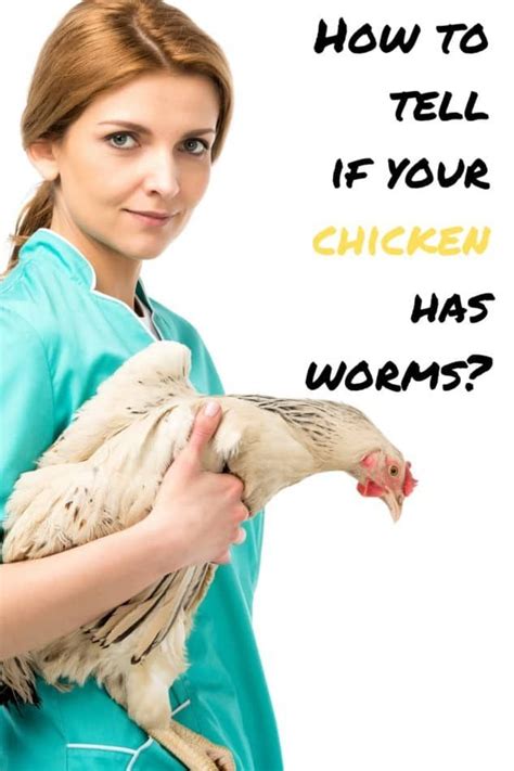 How To Tell If Chickens Have Worms 2 In 2020 My Pet Chicken Small