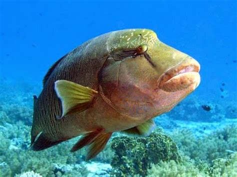 , ⠀ ⠀ share your pics with us by tagging @abworldfishing ⠀… Napoleon Fish | SENI - BUDAYA INDONESIA