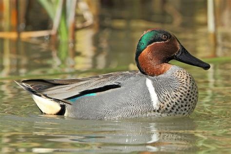 Green Winged Teal Ducks Purely Poultry Teal Duck Duck Bird Life List
