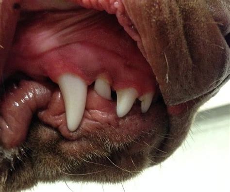 Caninos Estrechos De Base La Guía Definitiva Sydney Pet Dentistry