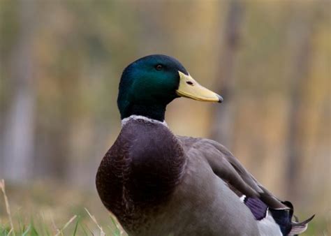 Rouen Duck Breed Everything You Need To Know