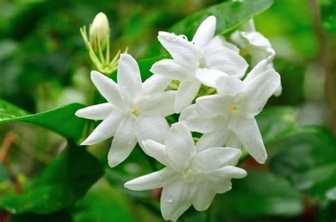 Jasmine Flowers With Droplets Of Water White Jasmine Flower Jasmine