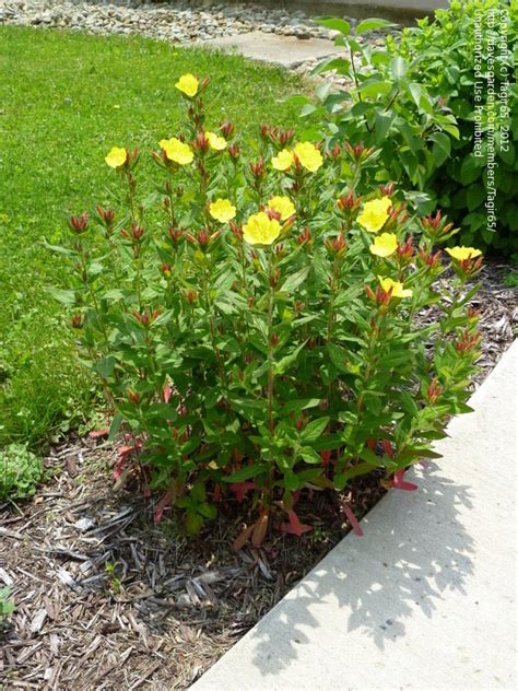 Need help identifying this adorable yellow shrub (possibly small tree)? Plant Identification: CLOSED: Yellow Flower , 1 by Tagir65