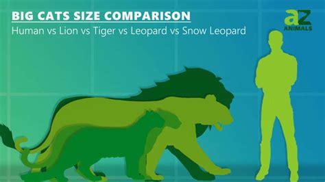 Discover The Largest Jaguar Ever A Z Animals
