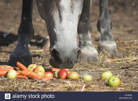 Horse Eating An Apple Stock Photos And Horse Eating An Apple Stock Images