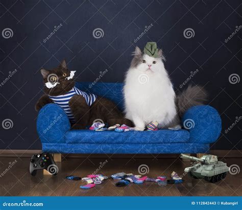 Two Cats Choose Socks Sitting On The Couch Stock Image Image Of