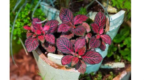 10 Best Houseplants With Red Leaves Who Are They