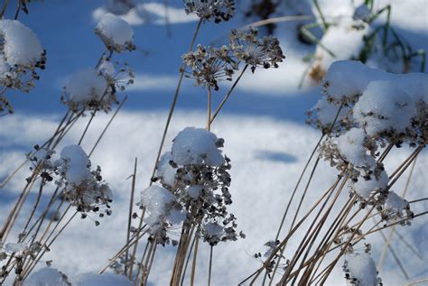 Geoff Oelsner Leslies Gallery Snow Flowers